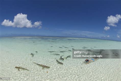 Snorkeling With Sharks High-Res Stock Photo - Getty Images