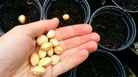 How to germinate Ginkgo biloba seeds - Dear Plants