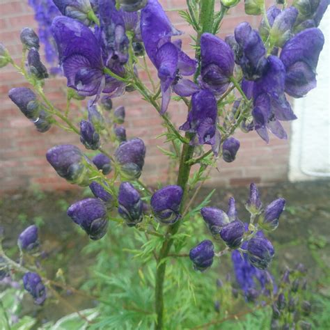 Aconitum, Aconite in GardenTags plant encyclopedia