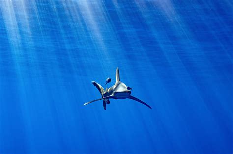 A Small Victory for a Dwindling Species: Oceanic Whitetip Sharks ...