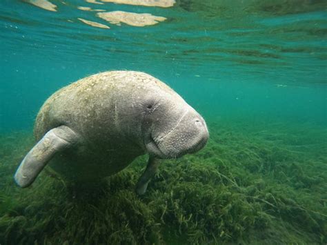 Snorkel with Manatees in Crystal River, Florida | Nature's Discovery