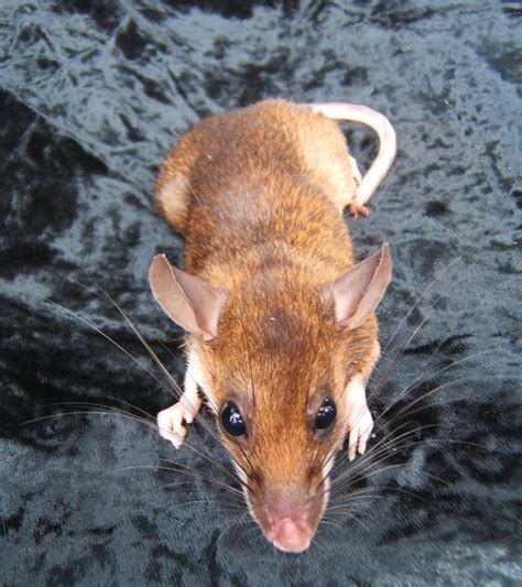 Red spiny rat (Maxomys surifer)