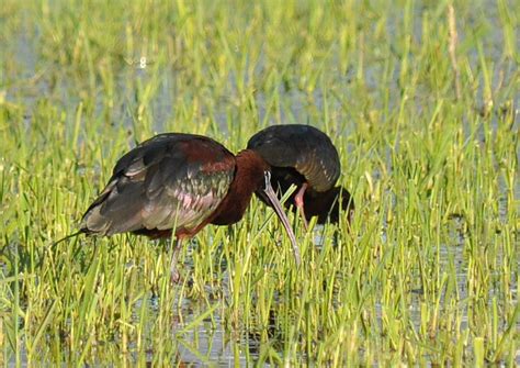 Utah Bird Records Committee - Sighting Record