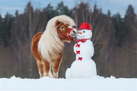 Horses in a Winter Wonderland