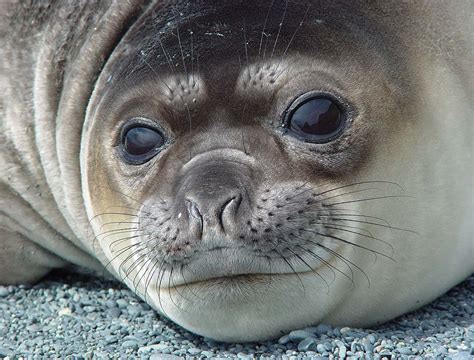 Zoo Animals: Baby Elephant Seals