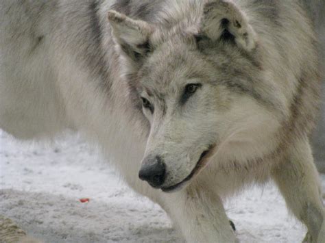 Gray-Arctic Wolf 1-3 by CodeXANA on DeviantArt
