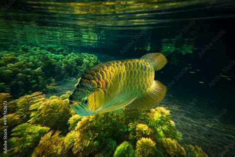 Golden Arowana Stock Photo | Adobe Stock