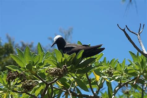 The beauty and birds of Heron Island - Australian Geographic