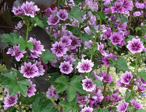 Malva sylvestris 'Zebrina' | Plantify | Edible wild plants, Plants ...