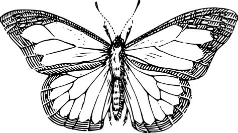 Indie Aesthetic Butterfly Drawing - bmp-tips