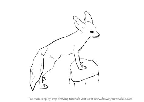 Easy Fennec Fox Drawing