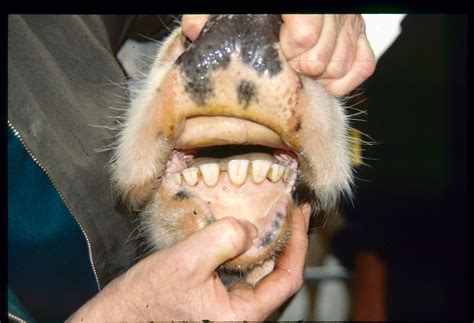 Woolshed 1: Grazing problems with cows’ teeth