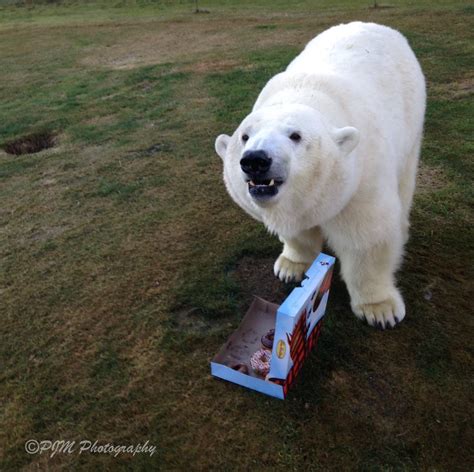 Canadian man has movie star Polar Bear for a pet - Celebrity Pets