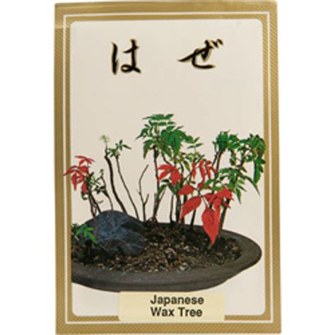 Japanese Wax Tree | Bonsai Outlet