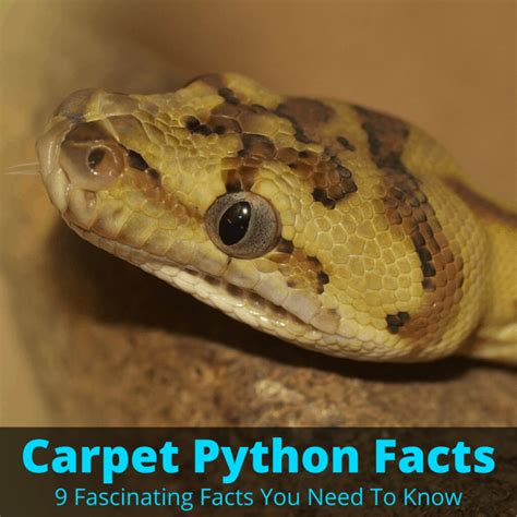 Carpet Python Facts (9 Fascinating Facts You Need To Know)