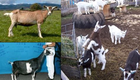 Top 10 Best Dairy Goat Breeds