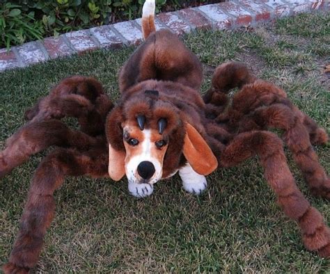 Spider Dog Costumes : spider dog 2 People Halloween Costumes, Powerpuff ...