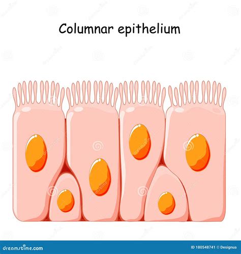 Epitélio colunar ciliado ilustração do vetor. Ilustração de epitélio ...