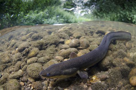 Vote for your favourite National Fish - Freshwater Habitats ...