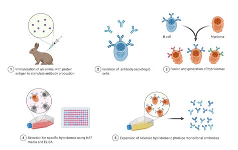 Antibodies 101: Monoclonal Antibodies