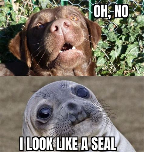 Funny dog and seal meme