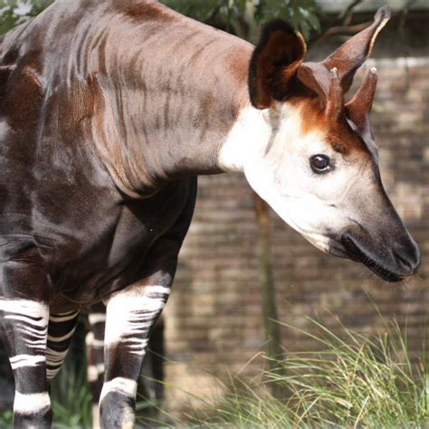 Okapi