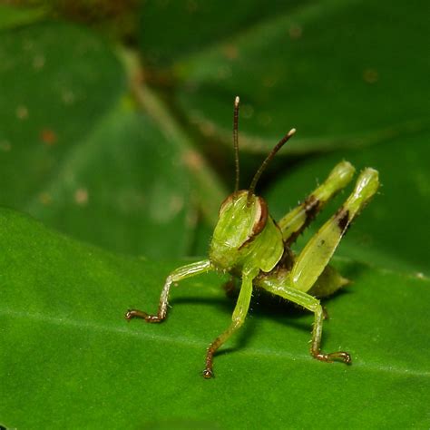 Grasshopper Nymph | Pu'er, Yunnan, China | itchydogimages | Flickr