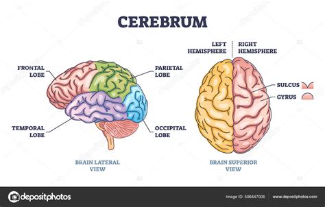 Cerebrum Brain Structure Lateral Superior View Outline Diagram Labeled Educational — ストックベクター © ...