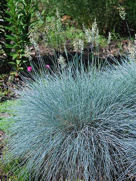 Amazon.com: Perennial Farm Marketplace Festuca g. 'Elijah Blue' (Fescue) Ornamental Grass, 1 ...