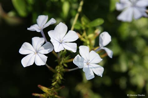 Plumbago auriculata – PLANTBOOK