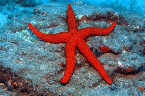 13 Types of Saltwater Starfish for Aquariums | Build Your Aquarium