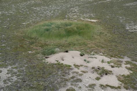 'Ecosystem engineers': Arctic foxes build gardens on tundra, biologists say | CBC News