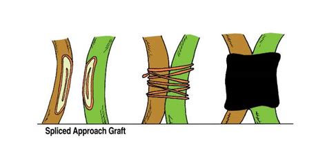 Grafting Types, Approach Grafting