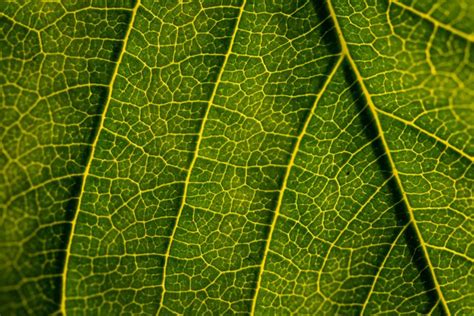 Green Leaf Texture | Copyright-free photo (by M. Vorel) | LibreShot