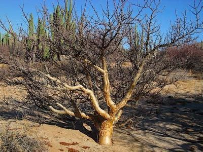 Bursera microphylla - Alchetron, The Free Social Encyclopedia