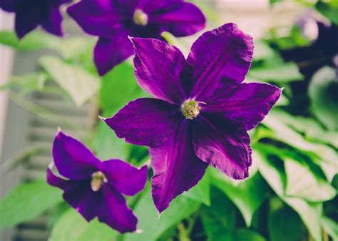 purple flowers free image | Peakpx