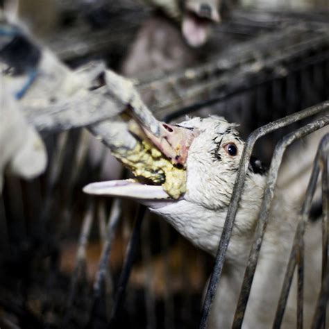 STF decide sobre proibição de foie gras em São Paulo