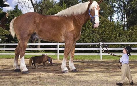 Ten of the Worlds Tallest Animals (Record-breaking Animals)