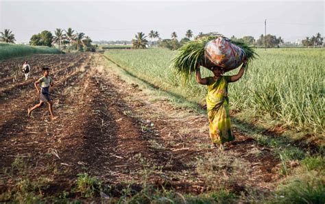 In India, It’s Getting Too Hot to Farm | The Nation