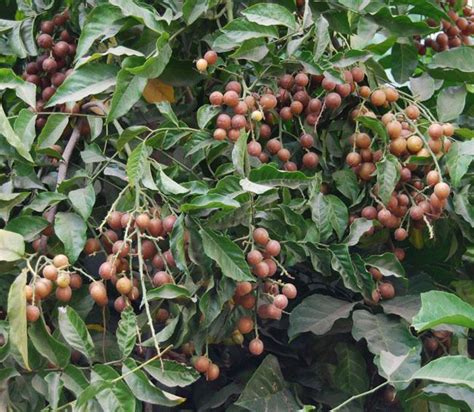 Clausena wampee - Wampee | Tropical fruits, Heirloom seeds, Fruit