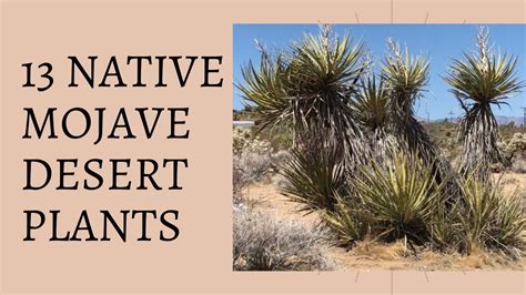 13 Native Mojave Desert Plants - Catclaw Acacia, Creosote, Jojoba ...