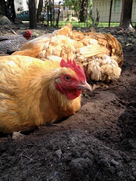 How to Make a Chicken Dust Bath In Just Two Minutes