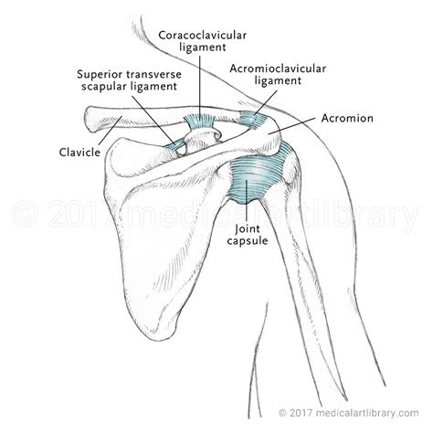 Shoulder Joint Ligaments - Posterior - Medical Art Library