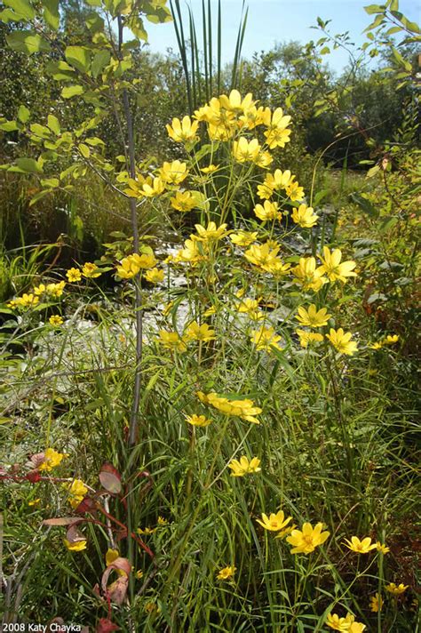 Bidens trichosperma (Crowned Beggarticks): Minnesota Wildflowers