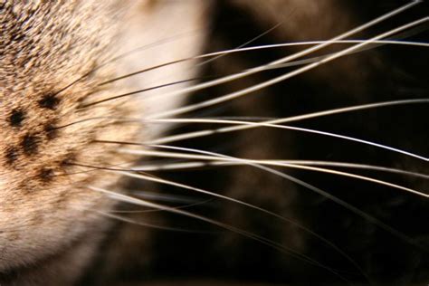 10 Cool Facts About Cat Whiskers