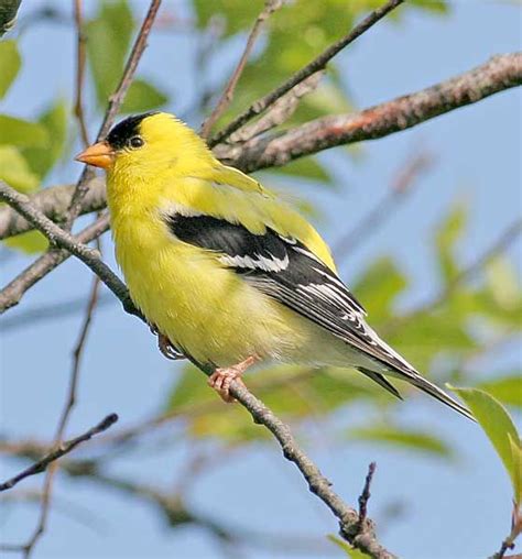 Washington State Bird - The Gold Finch | WA State | Pinterest