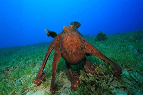 Octopus mating stock photo. Image of hard, animal, egypt - 15171688