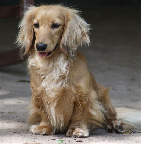 English Cream Dachshund www.hpsbadtothebonekennels.com | Dachshund puppy long haired, Dachshund ...