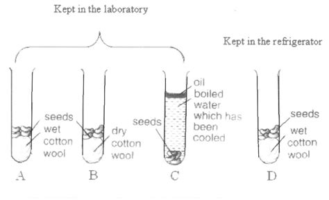 cikgupoon: To determine the conditions for seed germination