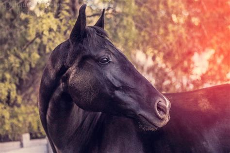 15 Horse Photography Tips for Beautiful Photos